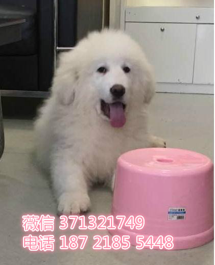 青岛狗狗 大白熊犬出售纯种 青岛犬舍 全国发货