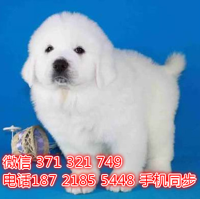  特惠大白熊纯种幼犬出售 支持上门支持空运汽运澳