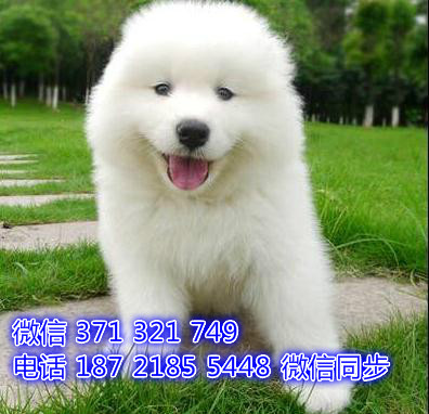 上海宠物狗狗大白熊犬出售幼犬 全国可以发货