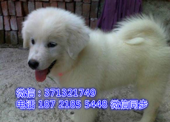 全国特惠大白熊犬纯种幼犬 支持上门 支持空运汽运 包健康由