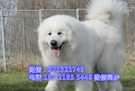 全国特惠大白熊犬纯种幼犬 支持上门 支持空运汽运 包健康睬