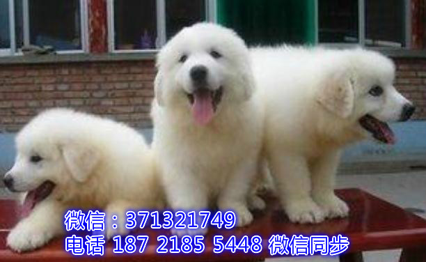 全国特惠大白熊犬纯种幼犬 支持上门 支持空运汽运 包健康辉
