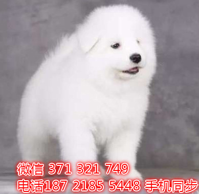  特惠大白熊纯种幼犬出售 支持上门支持空运汽运教