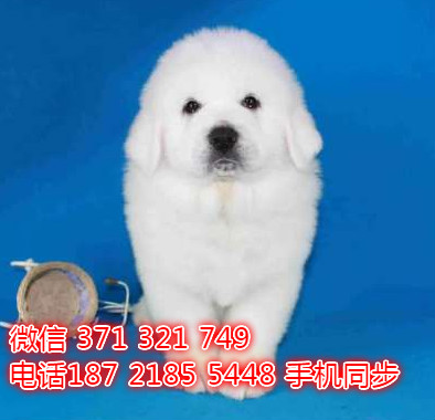 大白熊出售 宠物狗狗  宠物市场 狗狗图片 买卖狗狗雇