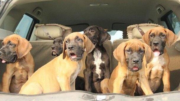 楚雄哪里买卖纯种大丹犬楚雄狗场出售大丹幼犬