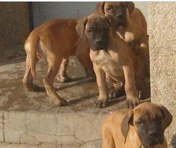 曲靖哪里卖纯种大丹犬 曲靖哪里能买到纯种大