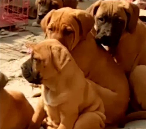 毕节买大丹犬 贵州省哪里买大丹犬 犬场大丹犬