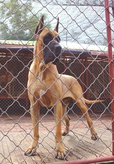 景洪常年出售大丹犬小狗景洪哪里买卖大丹幼犬