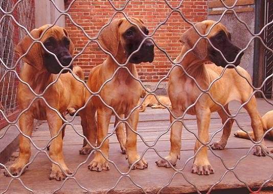 云南买大丹犬 昆明买大丹犬 狗场大丹小狗出售