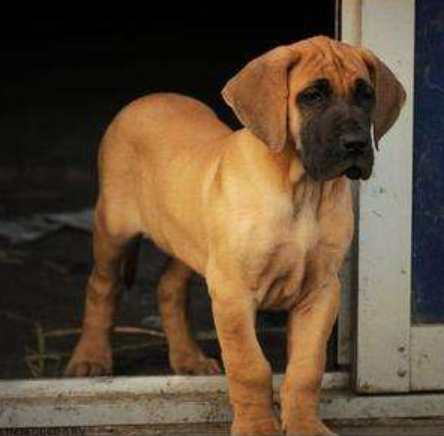 拉萨买狗的地方 拉萨哪里买大丹犬