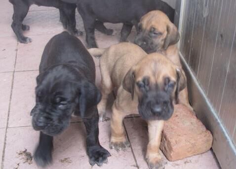 楚雄大姚卖大丹犬狗场常年卖纯种大丹犬