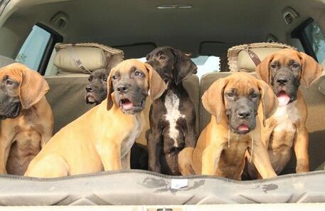 景洪勐海狗场的地区常年出售