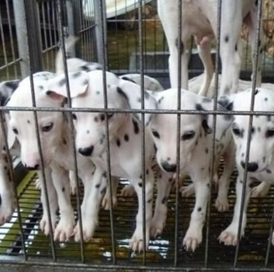 昆明斑点狗幼犬出售昆明斑点犬小狗价格昆明纯