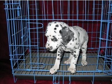 芒市本地出售斑点犬小狗德宏地区哪里买卖斑点