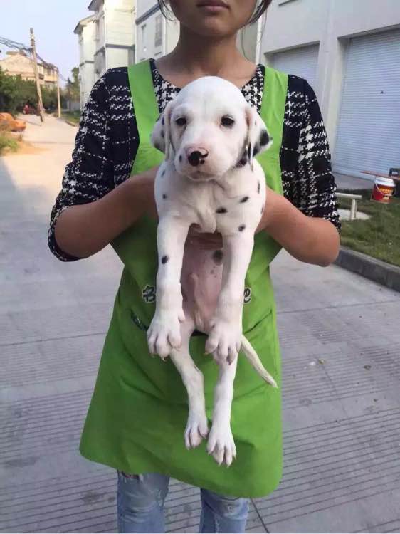 济南犬舍出售纯种斑点狗大麦町犬活体宠物狗市