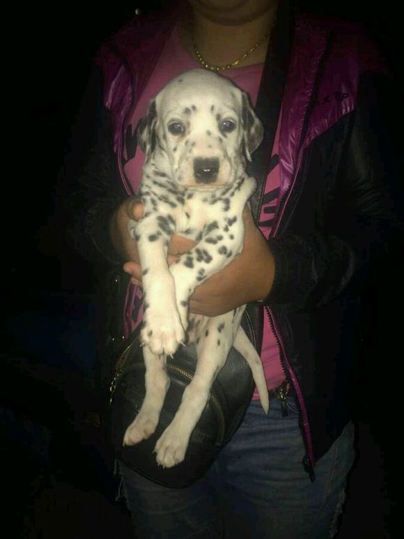 武汉犬舍出售纯种斑点狗大麦町犬活体宠物狗市场在哪卖狗地方买狗