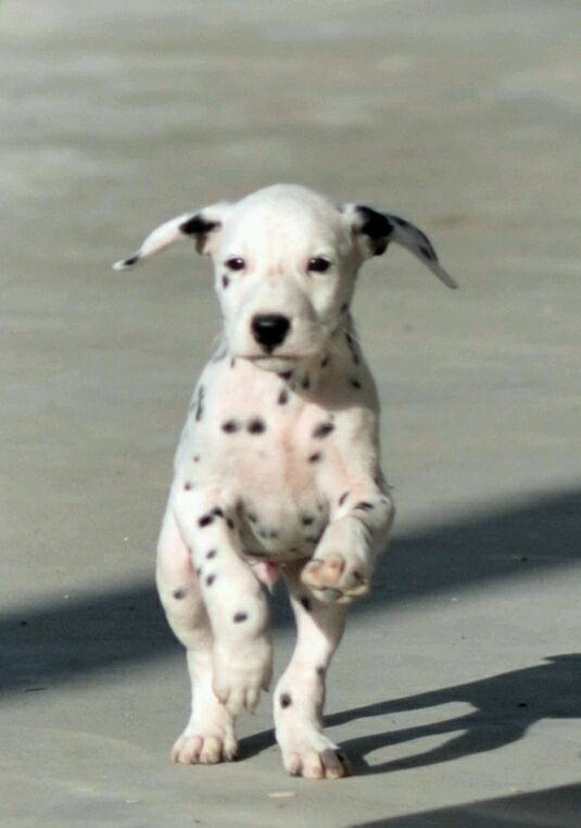 四川成都犬舍出售纯种斑点狗大麦町犬活体宠物狗市场在哪卖狗地方买狗