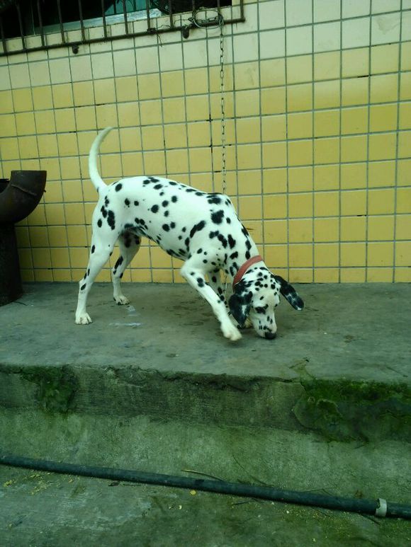 四川成都犬舍出售纯种斑点狗大麦町犬活体宠物狗市场在哪卖狗地方买狗