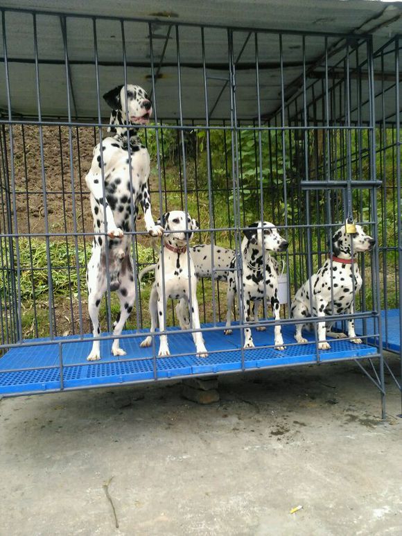 海南犬舍出售纯种斑点狗大麦町犬活体宠物狗市场在哪卖狗地方买狗