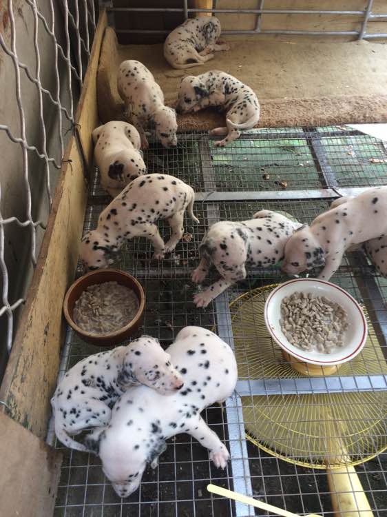 昆明犬舍出售纯种斑点狗大麦町犬活体宠物狗市场在哪卖狗地方买狗