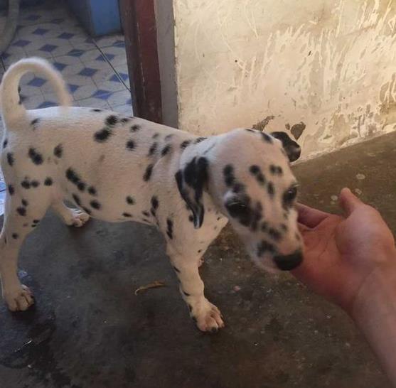 天津犬舍出售纯种斑点狗大麦町犬活体宠物狗市场在哪卖狗地方买狗