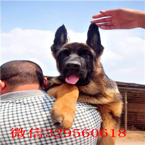 深圳德牧多少钱 深圳哪里有卖德牧犬 纯种德牧多少钱