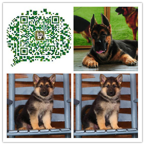 苏州德牧多少钱一只苏州德牧价格苏州出售德牧