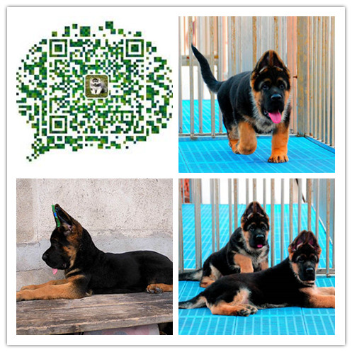 苏州出售德牧犬苏州卖纯种德牧幼犬苏州哪里出