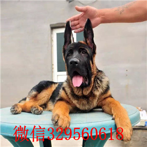 福州德国牧羊犬出售 弓背锤系德牧犬多少钱
