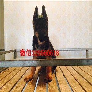  北京通州出售纯种德国牧羊犬 德国牧羊犬多少