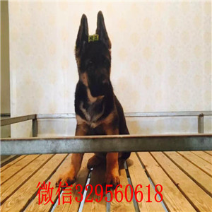 深圳德牧多少钱 深圳哪里有卖德牧犬 纯种德牧