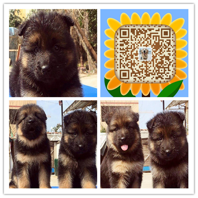 厦门哪里有卖家养德牧犬 厦门哪里买家养德牧 