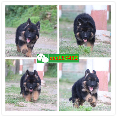 长沙纯种德牧多少钱一只 南京本地狗场 南京狗