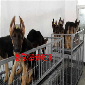 南京哪里有卖纯种德牧锤系德牧多少钱犬舍繁殖