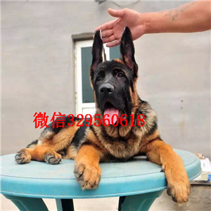 大兴出售纯种德国牧羊犬牧羊犬多少钱一只包纯种健康养活黑背多少钱
