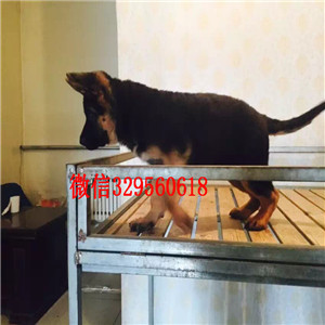 南京哪里有德国牧羊犬出售 德牧幼犬哪里的纯