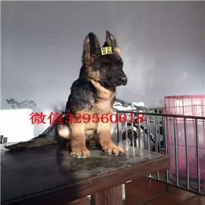 顺义哪里有卖纯种德牧弓背德牧多少钱犬舍繁殖