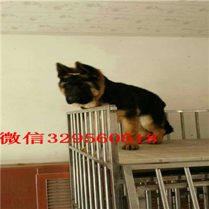 杭州弓背锤系德国牧羊犬哪里有卖德国牧羊犬包