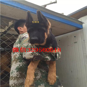 大兴出售纯种德国牧羊犬牧羊犬多少钱一只包纯种健康养活黑背多少钱