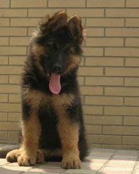 思茅买德牧 普洱买德牧 狗场出售德牧幼犬