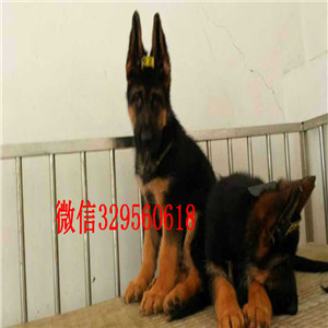 武汉 纯种德国牧羊犬幼犬黑背弓背弯腿包健康