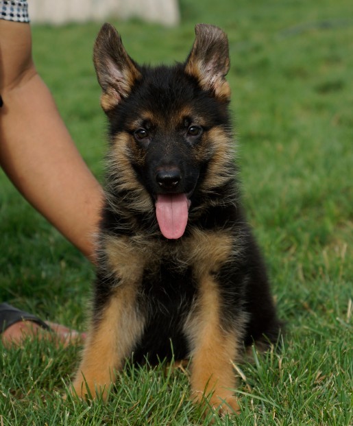 思茅买德牧 普洱买德牧 狗场出售德牧幼犬