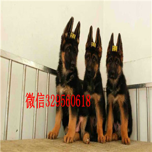 沈阳出售纯种德国牧羊犬  德牧多少钱一只  弓背锤系德牧多少钱