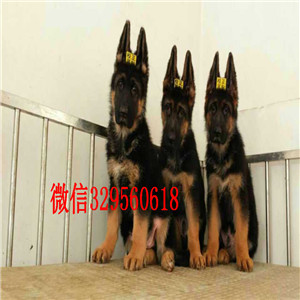 福州哪里卖德国牧羊犬 出售德牧多少钱一只  