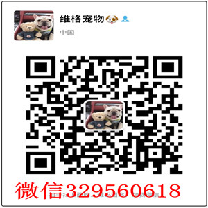 深圳哪里卖德国牧羊犬  德牧多少钱一只  弓背