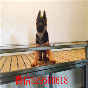 深圳哪里卖德国牧羊犬  德牧多少钱一只  弓背锤系德牧犬