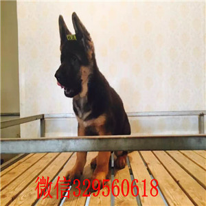 长沙德国牧羊犬出售  纯种牧羊犬价格多少钱一只  弓背锤系德牧出售