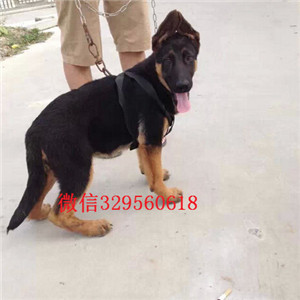   甘孜哪里出售德国牧羊犬幼犬甘孜哪里能买到