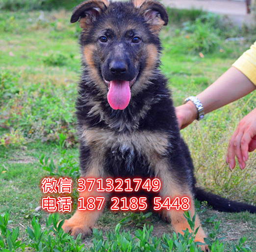 北京阿拉斯加犬出售纯种幼犬，熊版 灰色红色阿