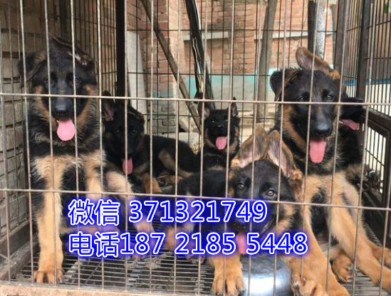 深圳德国牧羊犬出售纯种幼犬，弓背 双血统 价格合理